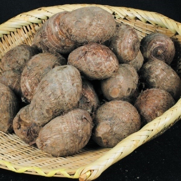 �킢�� �T�g�C���킢�� �ӂ��܂� 1kg / ���� ������ ���C�� ���Ƃ��� ��� �^�l�C�� �ƒ�؉� ���ƍ؉� �I�X�X�� ��������