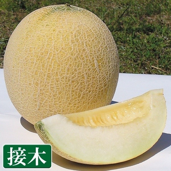 青森県産(つがるメロン協議会) タカミメロン(青肉)(お届け期間