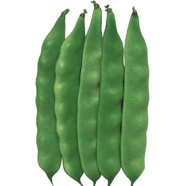 久留米エンドウ豆 久留米エンドウ豆 タキイ種苗 久留米豊【徳用】 ＜豆の種＞の通販