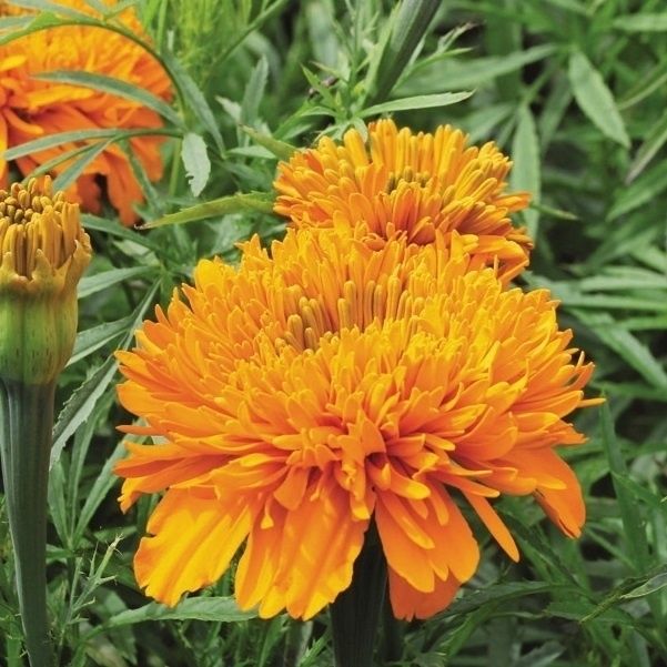 マリーゴールド花種３０００粒＋選べる粗品＋匿名送料無料です＼(^o^)／ マリーゴールド花種3000粒＋選べる粗品＋匿名送料無料です＼(^o