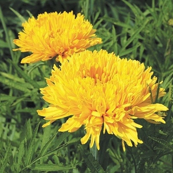 種 花たね アフリカンマリーゴールド マムイエロー 1袋(300mg) : 花と