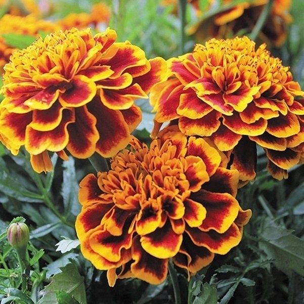 種 花たね フレンチマリーゴールド コロッサス 1袋(300mg) : 花と緑 国