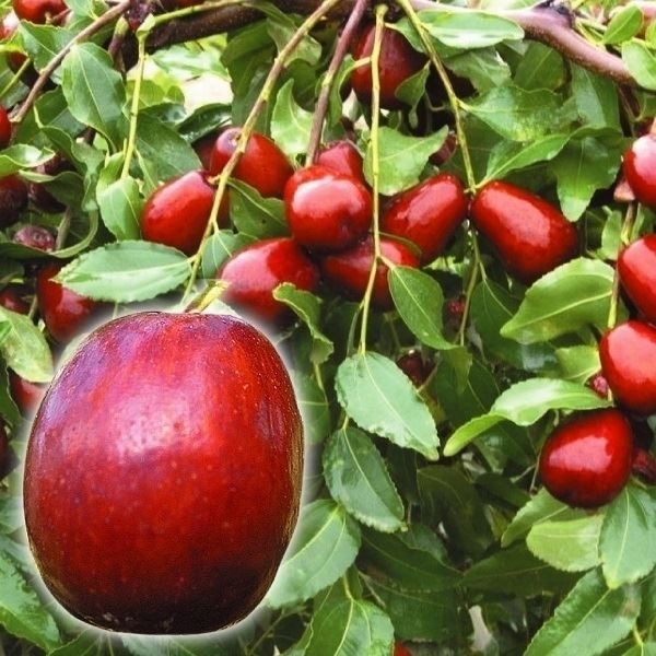 ナツメ（果樹の苗、苗木）｜苗木、植木 | 花、ガーデニング のおすすめ