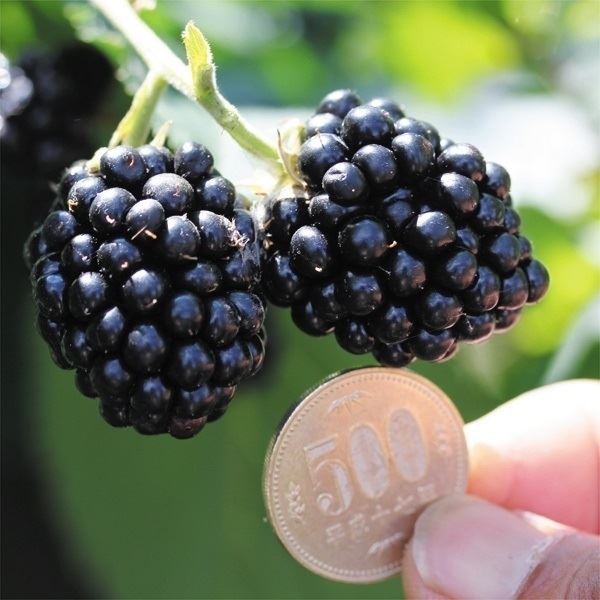 ブラックベリー 苗のおすすめ人気商品一覧 通販 - Yahoo!ショッピング