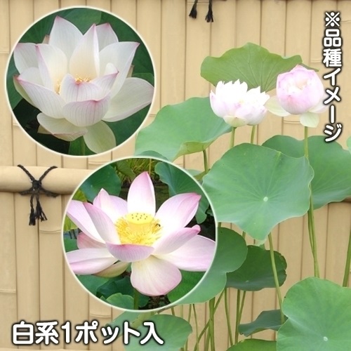 水生植物 花ハス白花 1ポット｜kokkaen