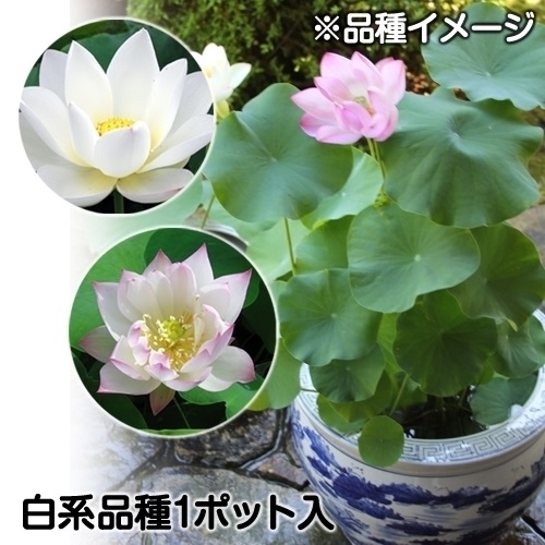 水生植物 茶碗ハス白花 1ポット｜kokkaen