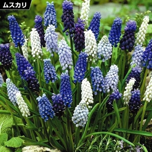 秋植え球根 ムスカリ 4種ミックス (花色見計らい) 20球 早期割引｜kokkaen