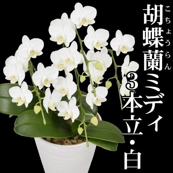胡蝶蘭 3本立コチョウランミディ 白花 1鉢 送料込｜kokkaen