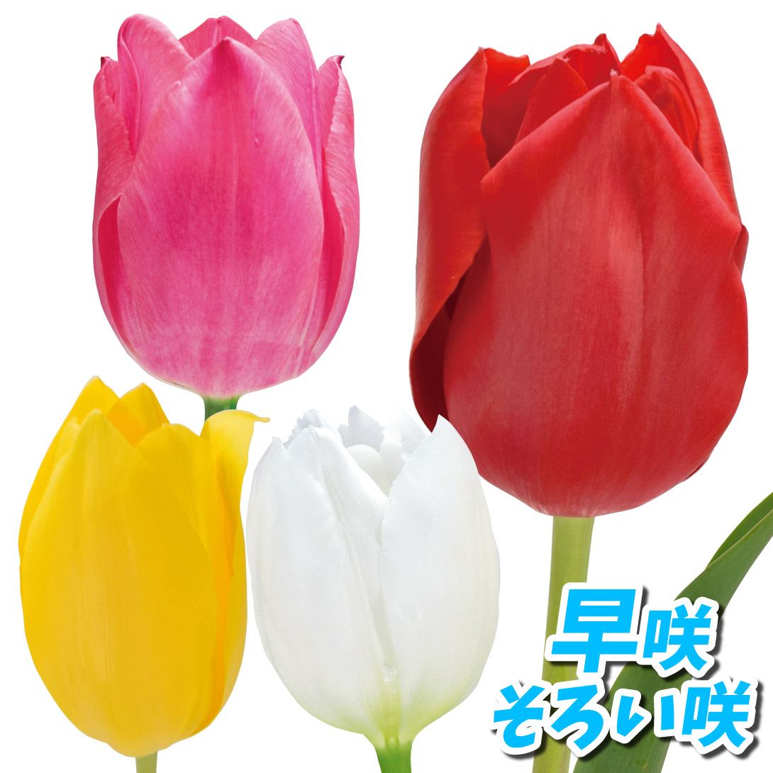 球根☆】ブリスベン 10球 チューリップ ＋ かすみ草のおまけ種子付き
