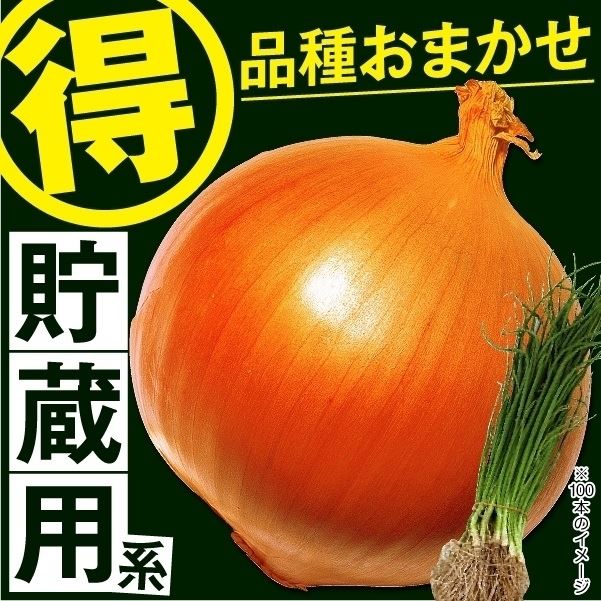 玉ねぎ苗 品種おまかせ 貯蔵用玉ねぎ 100本｜kokkaen