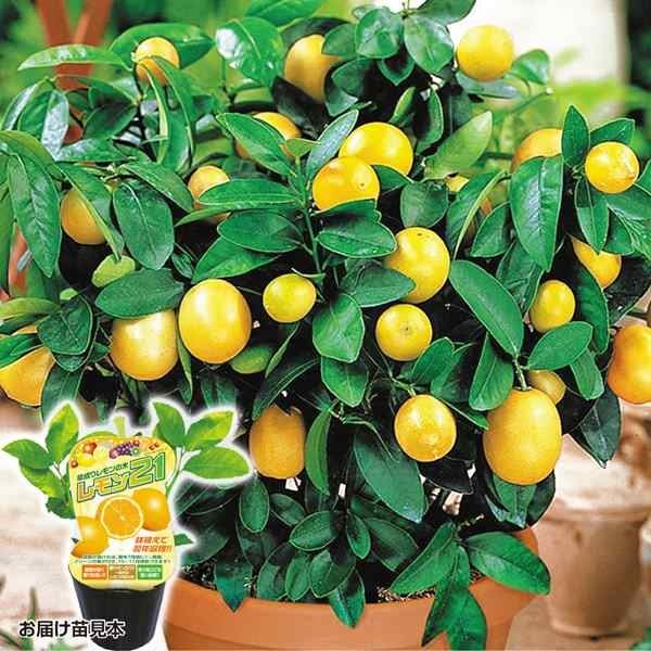 日本初の 鉢植え向き果樹苗 レモン レモン２１ 2株 家庭菜園 檸檬