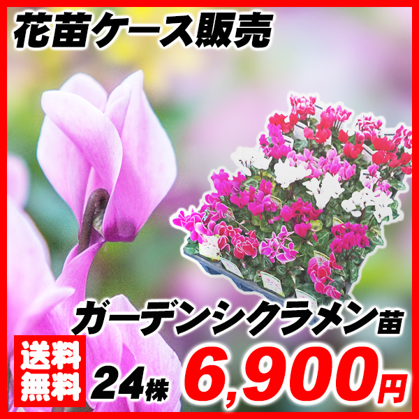 ねもふぃら購入ページ ネモフィラ （完売しました） | いわてはーとふる図鑑 セレクト