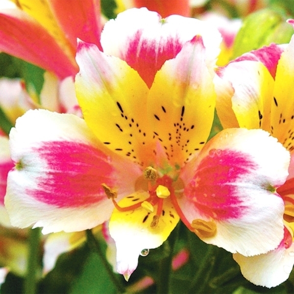 花苗 アルストロメリア きほのか 2株