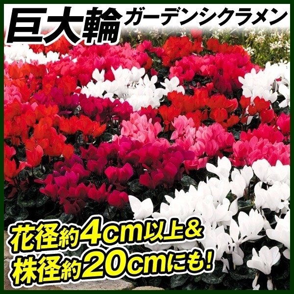 宿根フロックス 10.5cmポット 5個 苗-