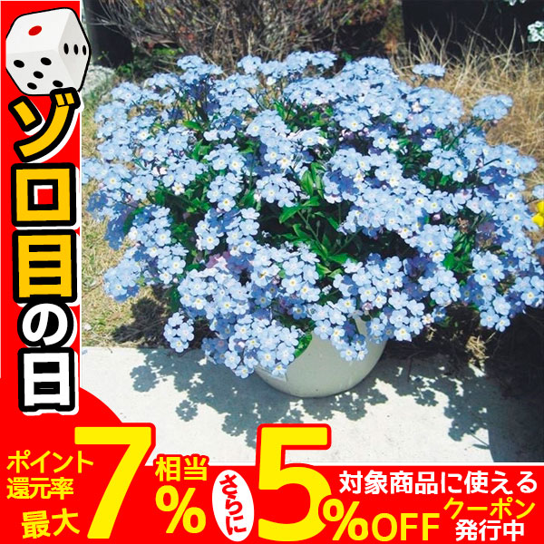 ミオソティス 苗 ミオマルクPVP 2株 PW 花苗 花の苗 わすれなぐさ 忘れな草 勿忘草 大輪 9cmポット苗 : 20199-p2-0059 :  花と緑 国華園 - 通販 - Yahoo!ショッピング