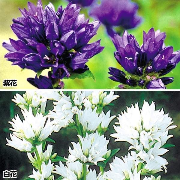 【ギフ_包装】花苗 ヤツシロソウセット 2種4株