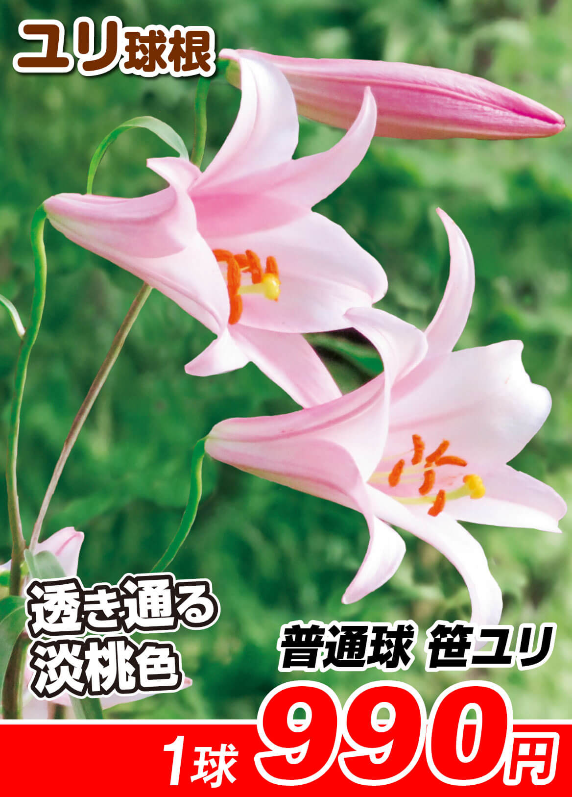 普通球笹ユリ