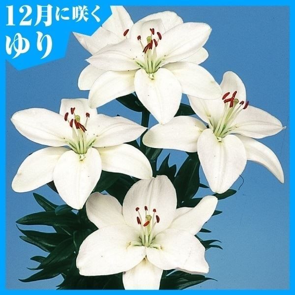 国華園 12月咲 ユリ 球根 すかしユリ 白花 6球 百合球根 ユリの球根 冬