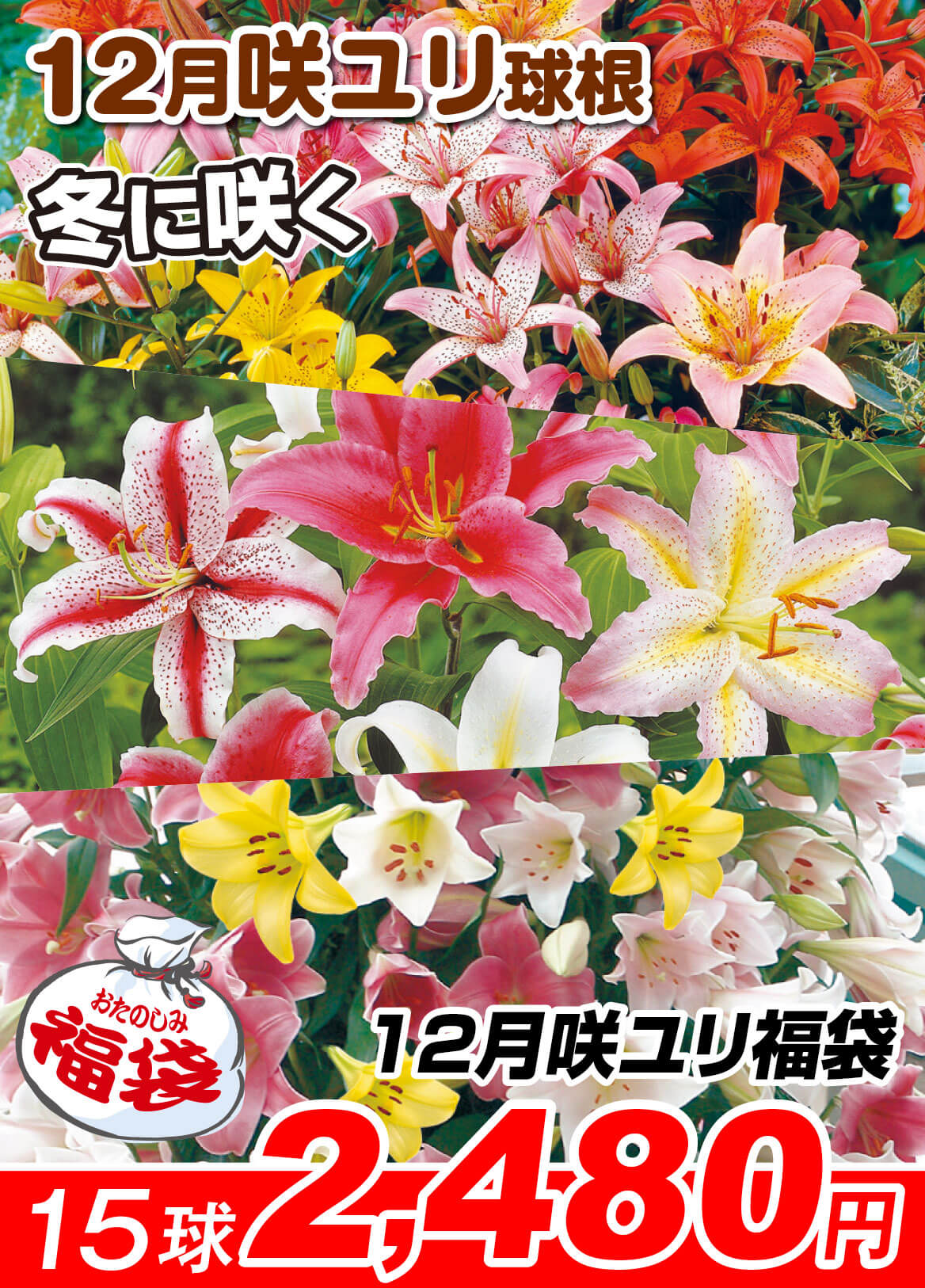 12月咲ユリ福袋