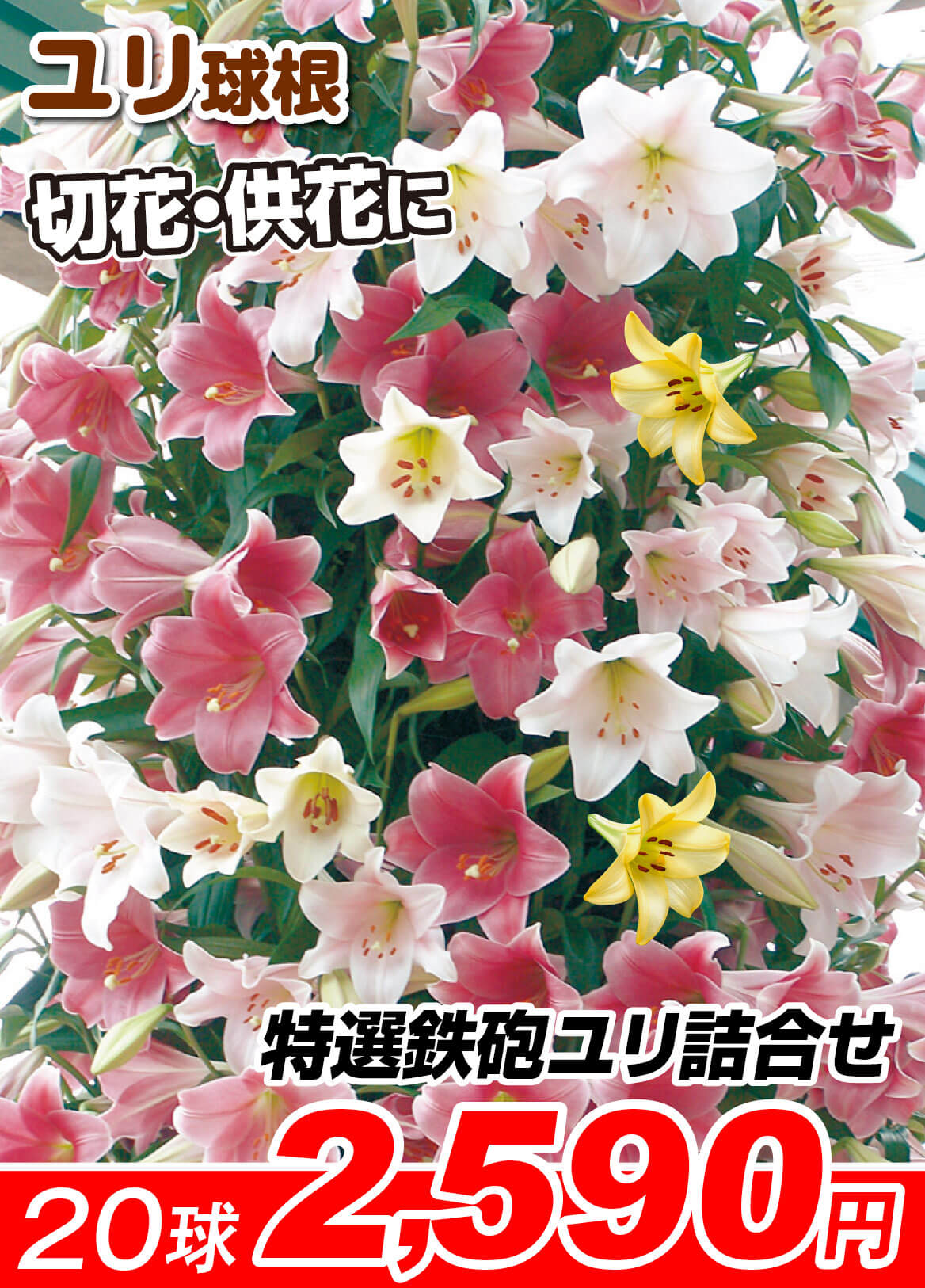 国華園オンラインショップ / 鉄砲ユリ