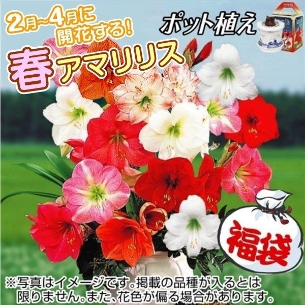 アマリリス ポット植え お買得福袋 4箱 (品種見計らい・名称付き) アマリリスの球根 アマリリスの花