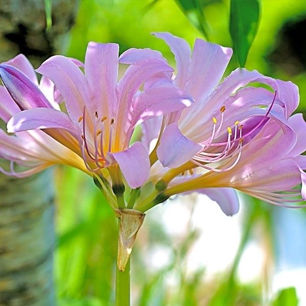 リコリス 球根 スクアミゲラ 3球 ナツズイセン リコリスの球根 リコリスの花 夏水仙 彼岸花 夏植え球根 : 2019n-p0-0448 : 花と緑  国華園 - 通販 - Yahoo!ショッピング