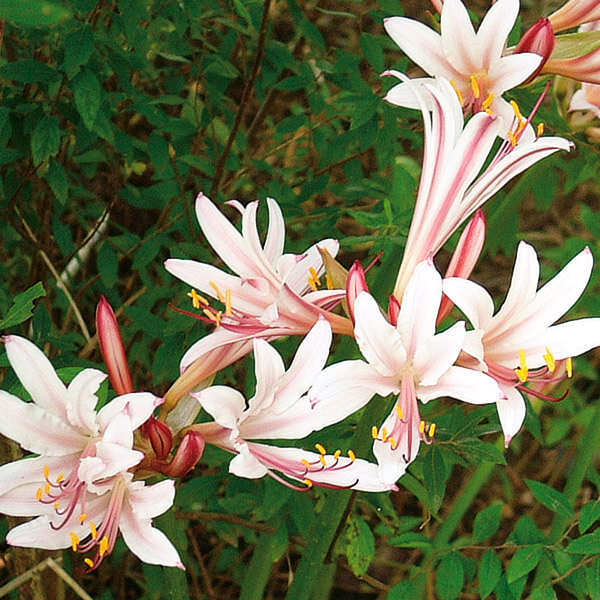 リコリス 球根 インカルナータ 3球 リコリスの球根 リコリスの花 彼岸花 夏植え球根