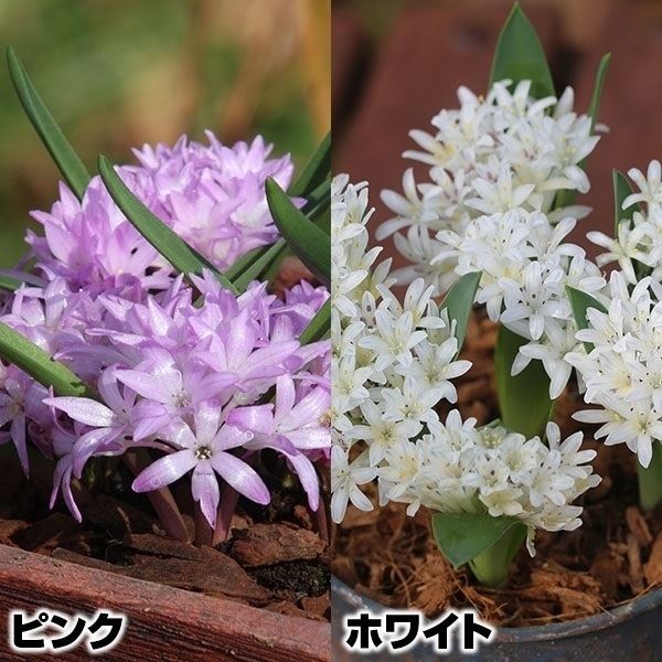 ポリキセナ 球根 ラケナリア エンシフォリアセット 2種10球 (各5球) 夏植え球根
