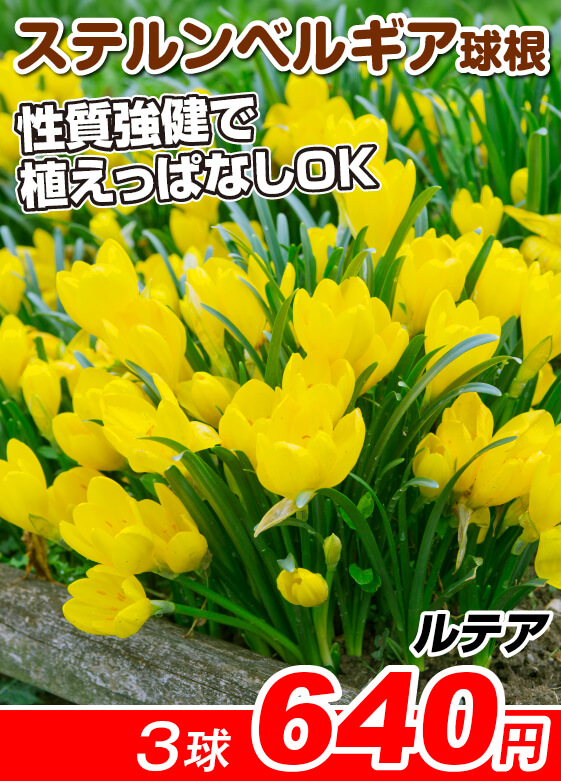 ステルンベルギア
