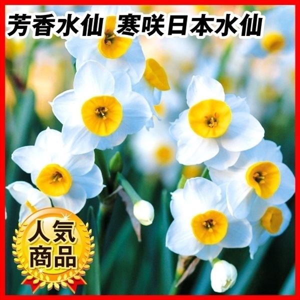 水仙 球根 寒咲日本水仙 10球 スイセンの球根 水仙の花