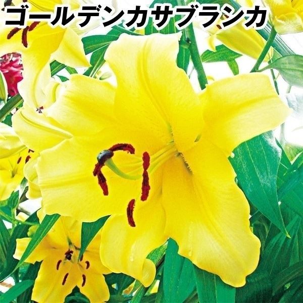国華園 ユリ 球根 花ユリ オリエンタルリリー 超特大球 ゴールデンカサブランカ（コンカドール） 20球