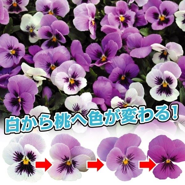 花苗 ビオラ きまぐれロージー 8株