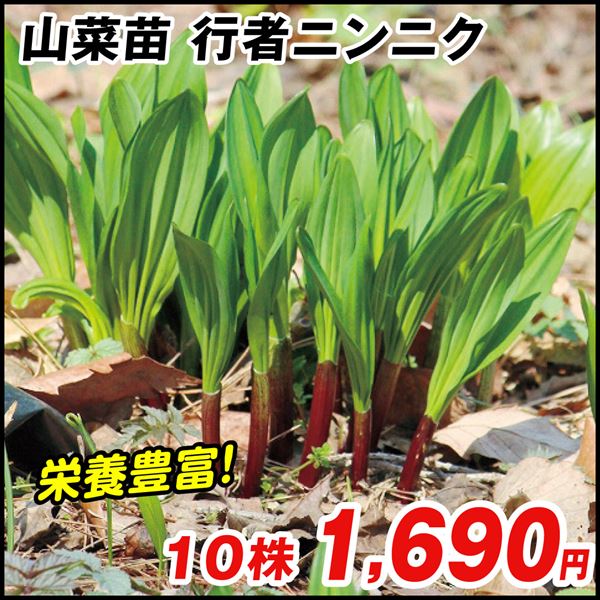 輝い 有用植物苗 山菜 行者ニンニク 10株 家庭菜園 行者ニンニクの苗