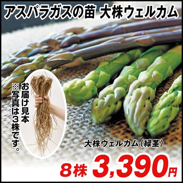 有用植物苗 アスパラガス 大株 ウェルカム 8株 / 家庭菜園 アスパラ