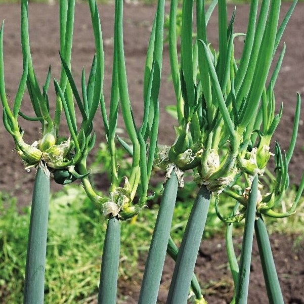 お買い得モデル 超大特価 有用植物苗 やぐらネギ 8株 家庭菜園 自給自足 ヤグラネギ やぐらねぎ やぐら葱 葱 ネギ ネギ苗 ネギの苗 葱の苗 美味しい 人気 国華園 kentaro.sakura.ne.jp kentaro.sakura.ne.jp