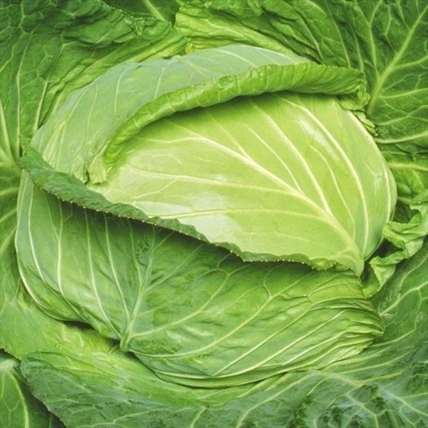 国華園 種 野菜たね キャベツ F1春新 1袋...の詳細画像1