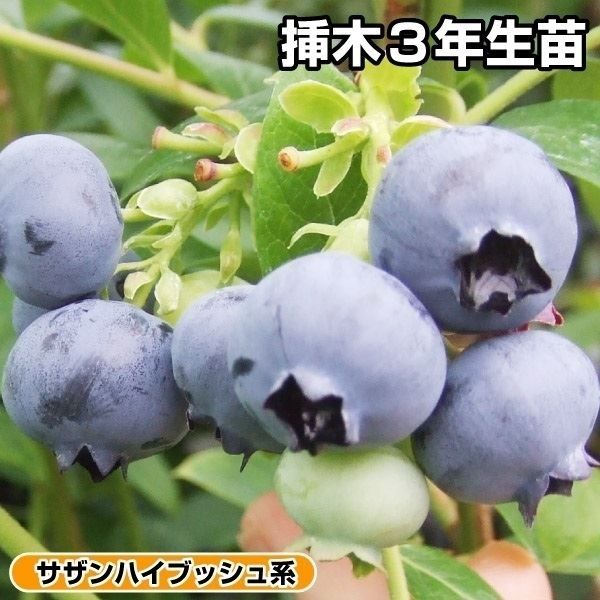 国華園 果樹苗 サザンハイブッシュ系 ブルーベ...の詳細画像1