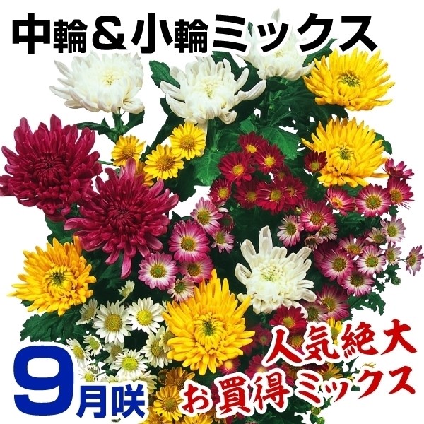 ec 9璆ցփ~bNX(ԐFv炢ÊȂ) 20