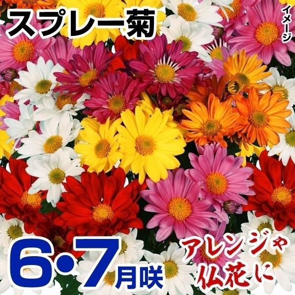 菊 苗 6月咲・7月咲スプレー菊セット(花色・花期見計らい・名称付) 3種6株 菊苗 菊の苗 キク 切花 6月咲菊 7月咲菊 スプレーマム :  2020-p0-0013 : 花と緑 国華園 - 通販 - Yahoo!ショッピング