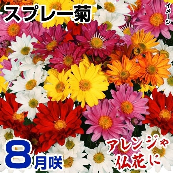 ec 8Xv[eZbg(ԐFv炢E̕t) 36