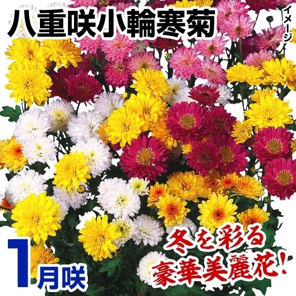 ec 1甪d珬֊eZbg(ԐFv炢E̕t) 36