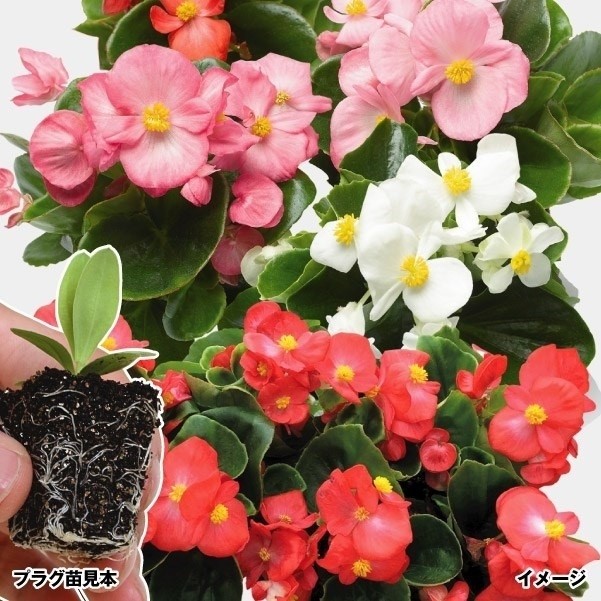 プラグ花苗_ベゴニアトップスピンミックス