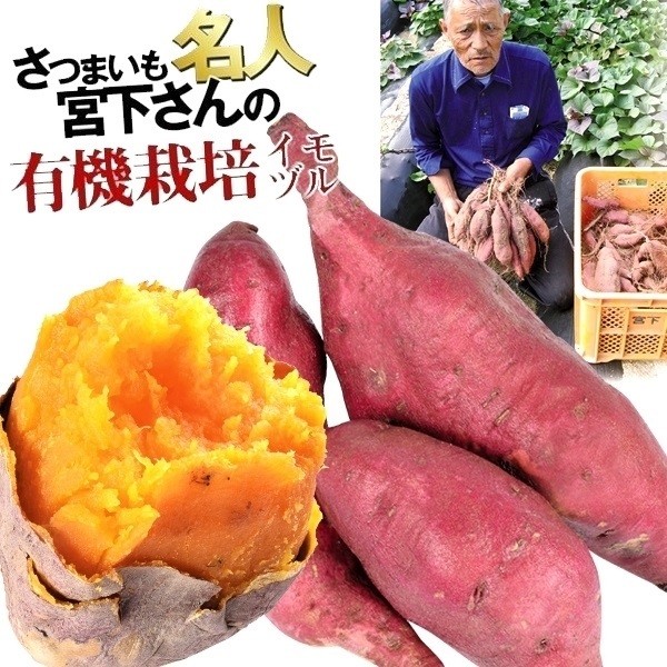イモヅル 芋づる 宮下さんのハロウィンスウィートPVPイモヅル25本