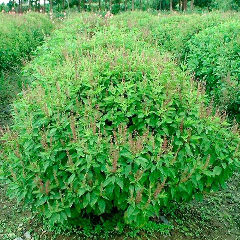 種 ホーリーバジルの人気商品 通販 価格比較 価格 Com