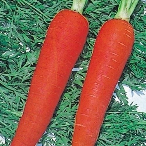 種 野菜たね ニンジン 鮮紅七寸人参 1袋（8ml） 人参 やさいの種 国