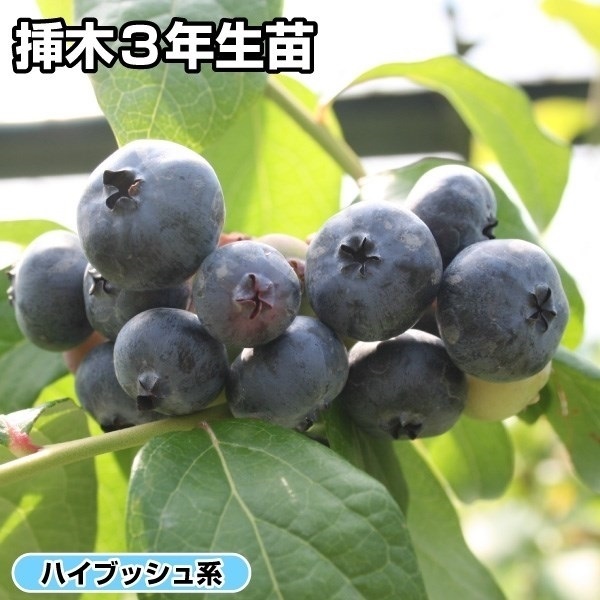ブルーベリー ハイブッシュ系 ブルーレイ 挿木3年生苗 1株 果樹