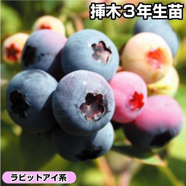 u[x[ rbgACn u[V[}3Nc 1 ʎc ؉