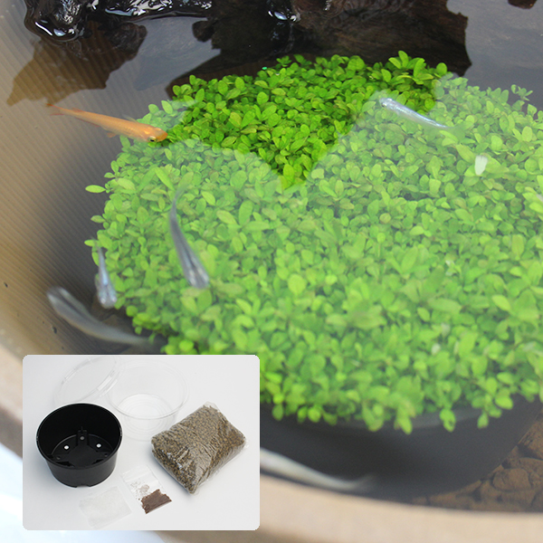 水生植物タネ 種から育てる水草キット 1個｜kokkaen