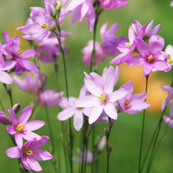 原種イキシア 球根 フレキシオーサピンク 3球 イキシアの球根 イキシアの花 秋植え球根 [メール便配送]