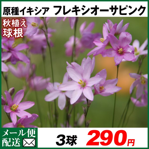 原種イキシア 球根 フレキシオーサピンク 3球 イキシアの球根 イキシアの花 秋植え球根 [メール便配送] : 2020-pori-0959 :  花と緑 国華園 - 通販 - Yahoo!ショッピング